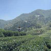 Hangzhou Tea Plantation