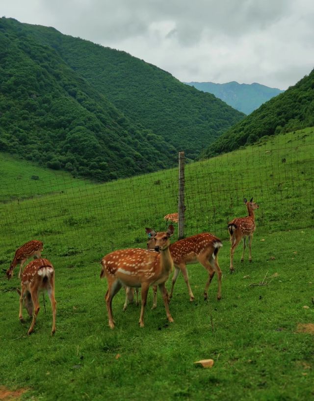 蘭州周邊遊人間仙境天然氧吧