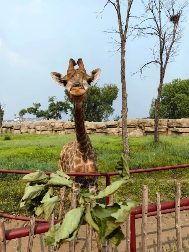 齊齊哈爾龍沙動植物園｜開啟萌物的歡樂之旅！