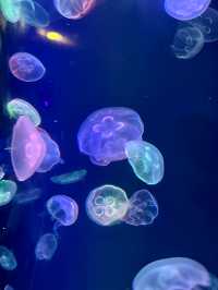 成都極地海洋公園。