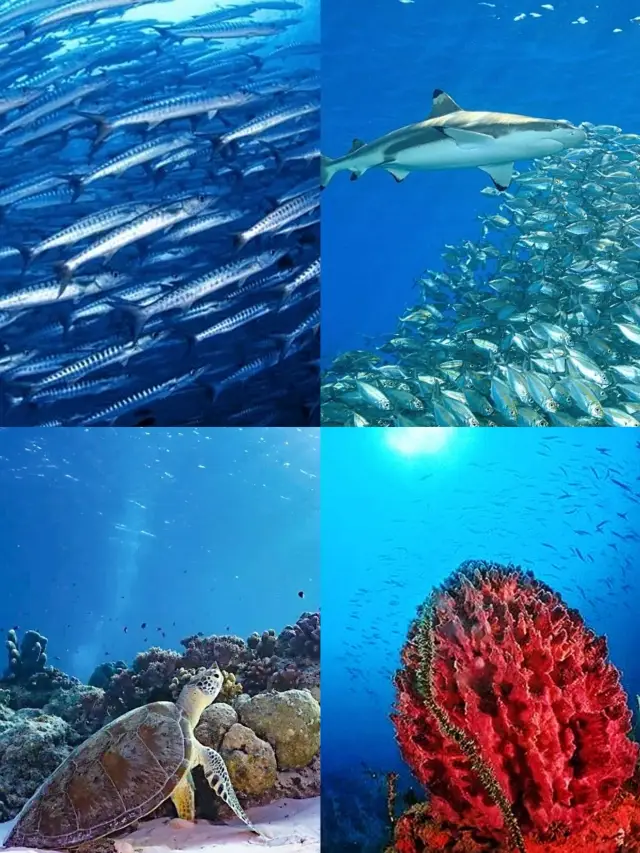 Vietnam Diving | Explore 10 Underwater Wonders.