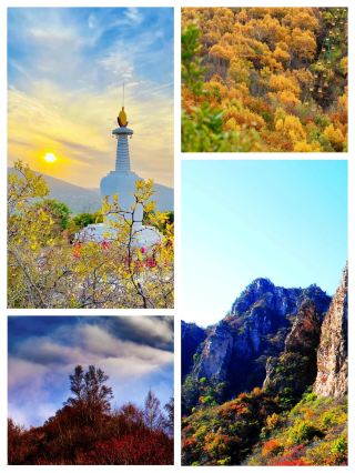 Let me adorn your autumn with the red leaves of Taihang Mountain! 