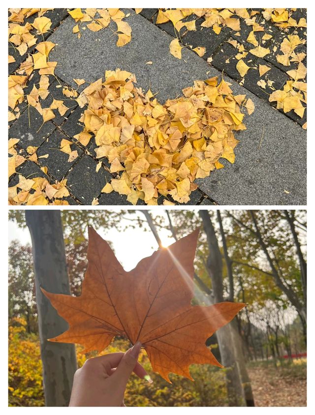 秦皇島彩林天花板,把握秋天的尾巴! 秦皇島彩林天花板,把握秋天的尾巴!