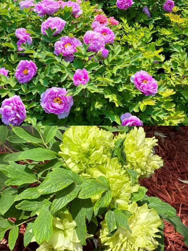 Luoyang Peony: Free Flower Viewing Map, from Downtown to the Mountains!!!