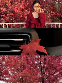 西安｜聽說雁南公園的楓葉都紅了。