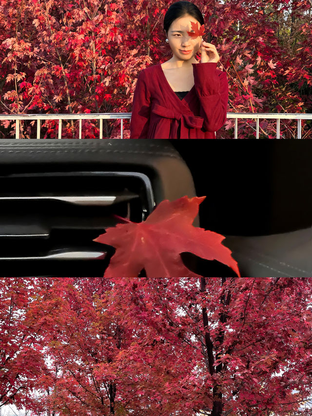 西安｜聽說雁南公園的楓葉都紅了。