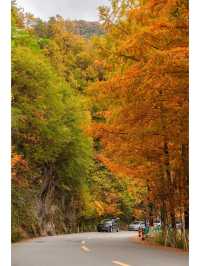 足不出戶，住水杉美宿，賞秦嶺最美鄉村公路。