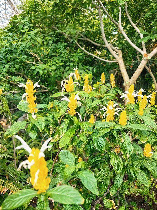 一個超級夢幻的地方青島世博園植物園！！！。