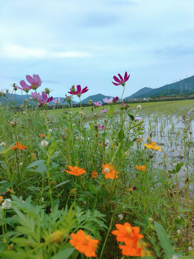 田園綜合體／舟山。