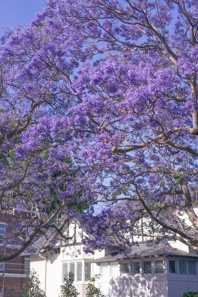Sydney Kirribilli Jacaranda Walking Route