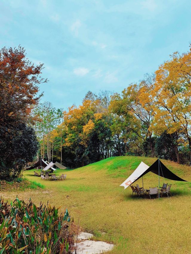 小眾且免費的絕美秋景，務必要來樸園瞧瞧！||。