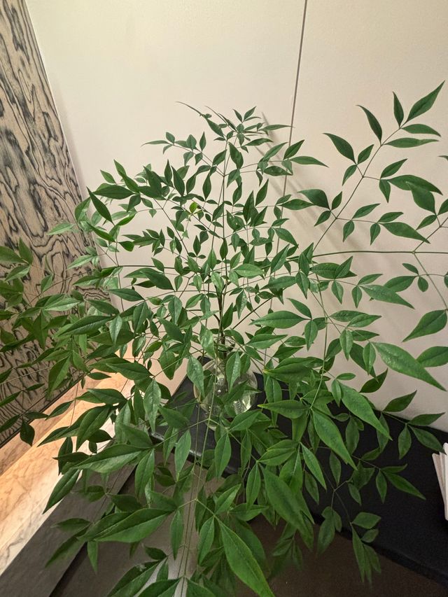 重慶真係唔缺有意思嘅老街！悠閒嘅時光。