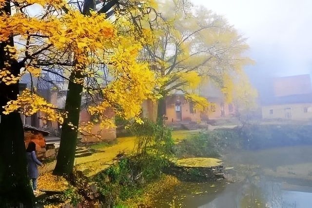 腳踏黃金地，走遍銀杏村。
