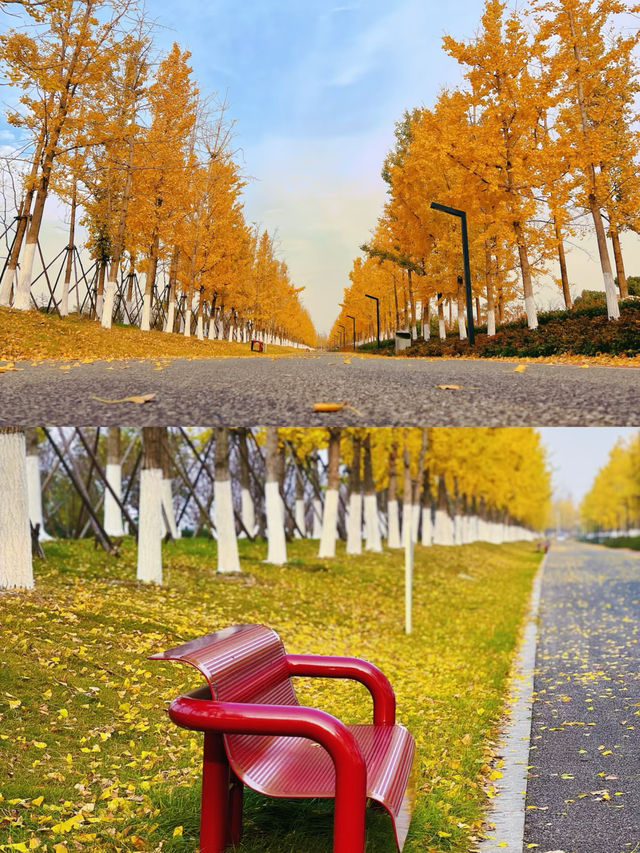 人少小眾的遛娃寶藏景點—嘉興銀杏天鵝湖。 人少小眾的遛娃寶藏景點—嘉興銀杏天鵝湖。
