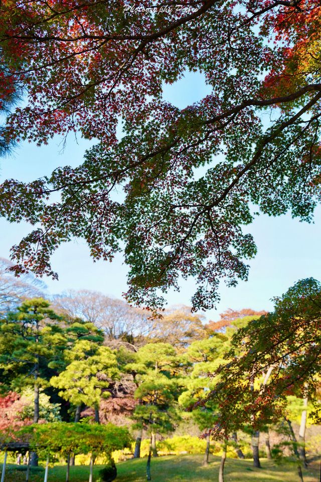 東京賞秋｜最後4天，這個精美的日式庭院不僅有紅葉
