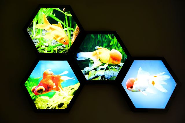 神奇動物在成都｜與自然零距離接觸