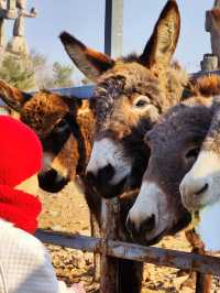 諸城動物園｜冬季寶藏小眾遛娃地