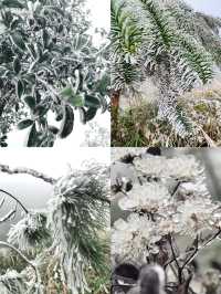不是哈爾濱去不起，而是廣東皇后山更有性價比