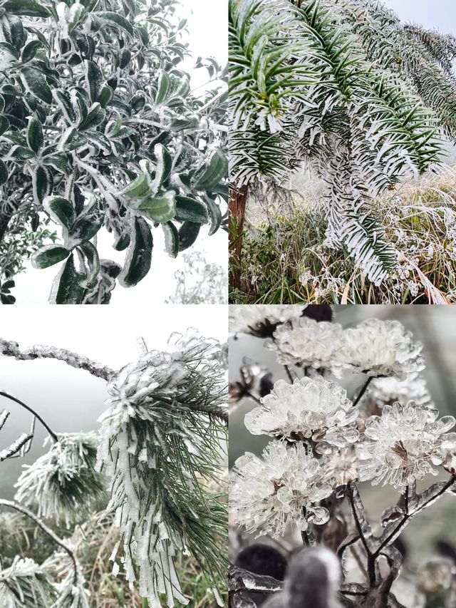 不是哈爾濱去不起，而是廣東皇后山更有性價比