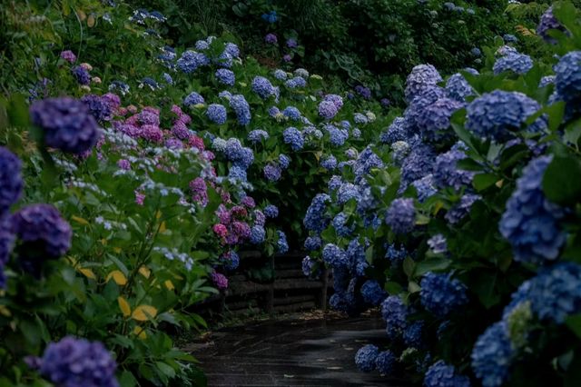 日本伊豆下田公園 - 六月去看看花海吧
