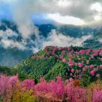 2. 《雲南無量山櫻花谷：開啟夢幻冬日的粉色花約》