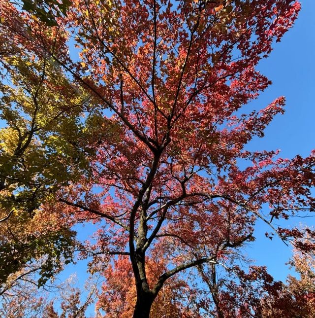 我踩過的雷，大家別踩了！天平山賞楓，不為人知的細節揭秘！