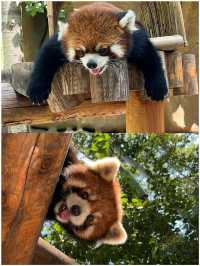鄭州銀基動物王國| 帶娃嗨玩一整天