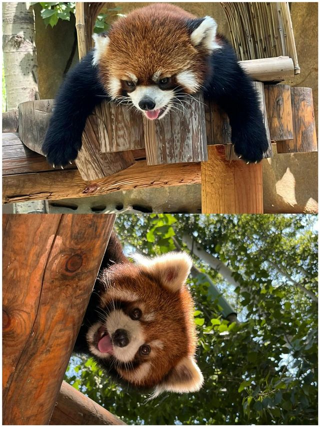 鄭州銀基動物王國| 帶娃嗨玩一整天