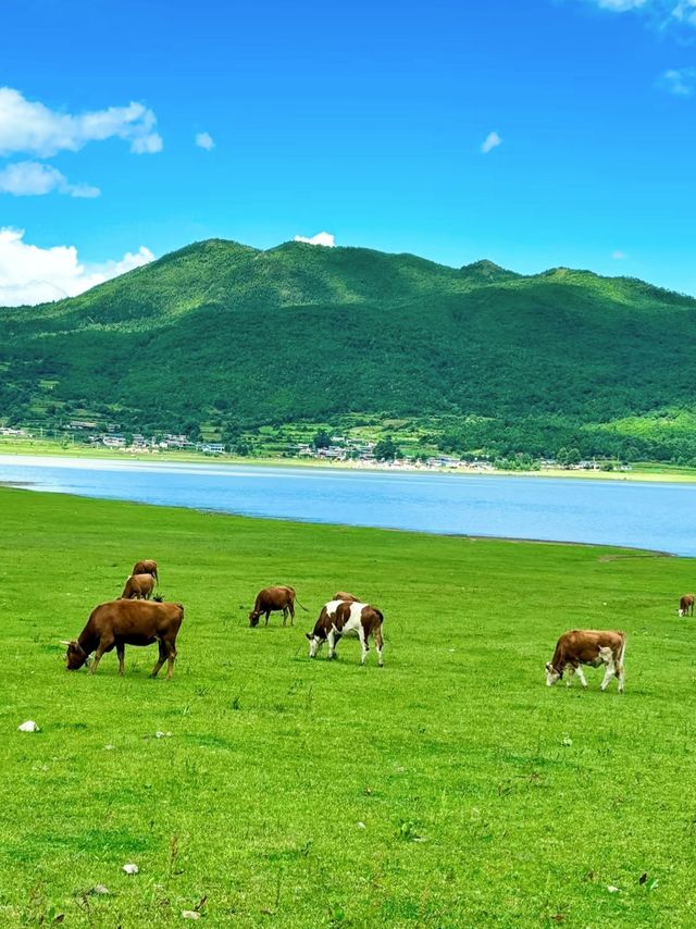 麗江神仙景點|文海村