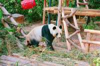 冬日暖陽下的奇妙之旅！深圳野生動物園攻略