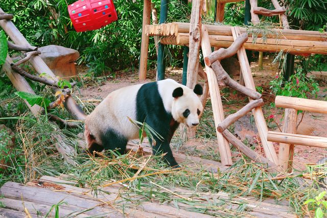 冬日暖陽下的奇妙之旅！深圳野生動物園攻略