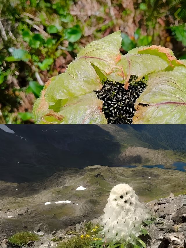 不是冰島 不是挪威 而是雲南的南極洛