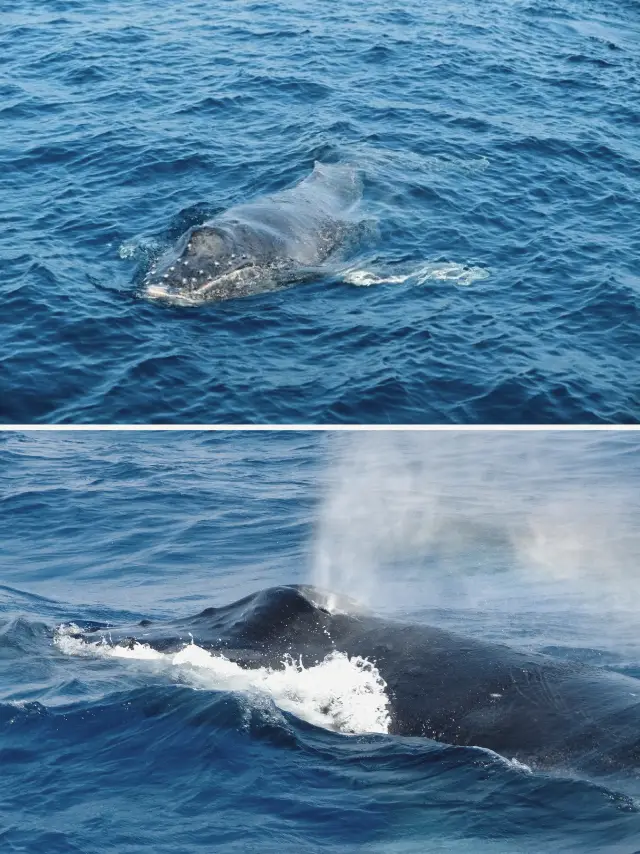 Okinawa winter exclusive! Set sail and unlock a super cool whale watching experience