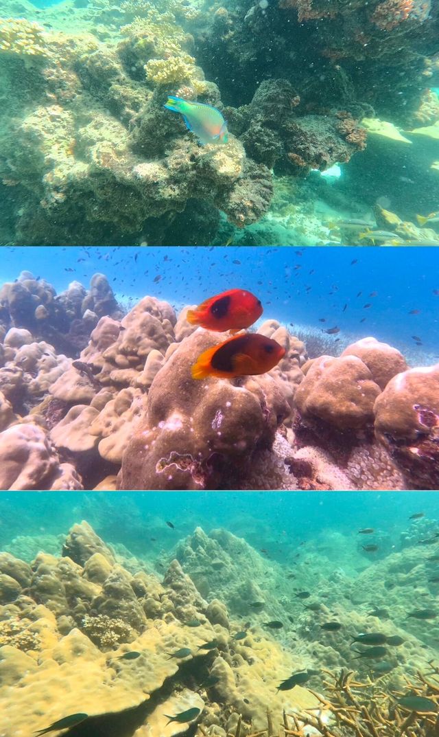 蘭卡威芭雅島深潛打卡攻略