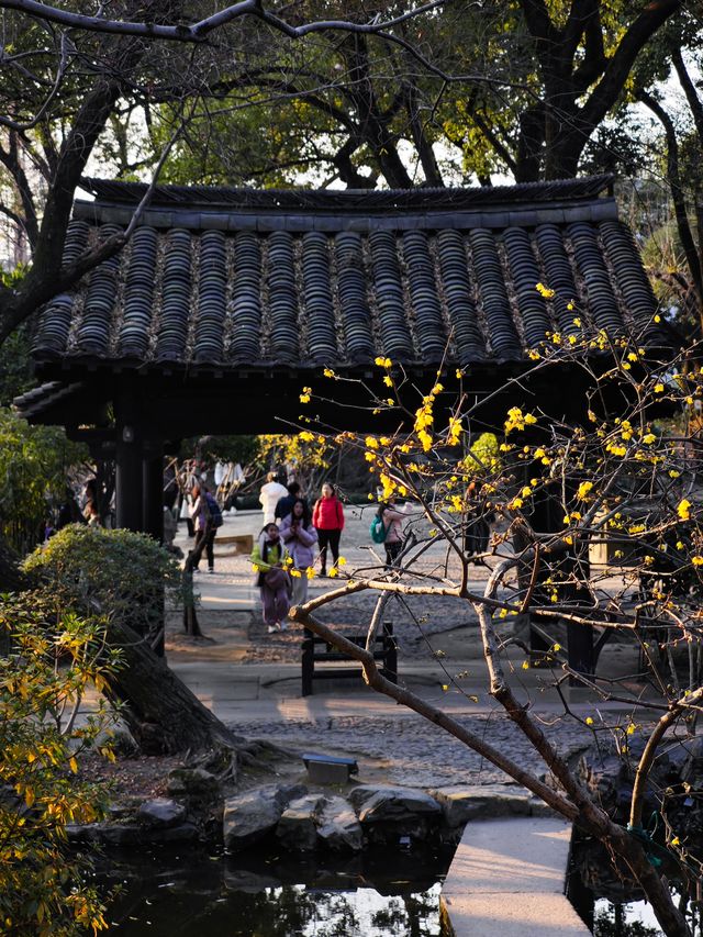 暗香浮動紹興沈園臘梅正當時