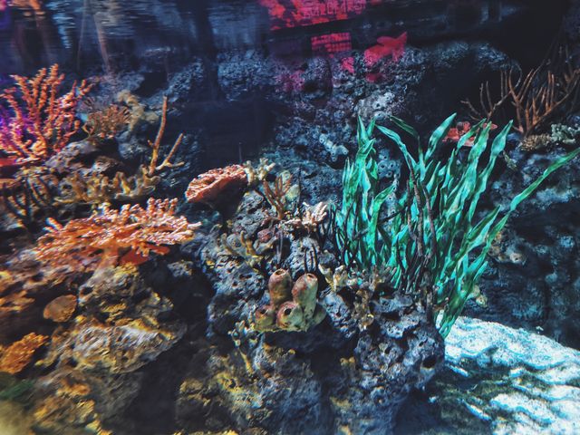 長風公園海洋世界超詳細攻略丨魔都遛娃好去處 長風公園海洋世界超詳細攻略丨魔都遛娃好去處