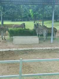 哇塞秦嶺野生動物園，動物愛好者的夢幻天堂