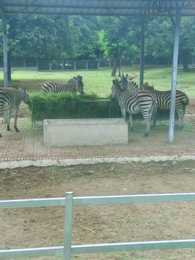 哇塞秦嶺野生動物園，動物愛好者的夢幻天堂