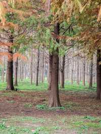 休閒好去處青西郊野公園
