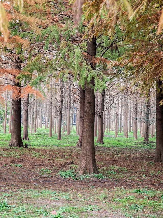 休閒好去處青西郊野公園