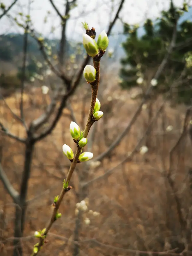 Look forward to the end of winter and the reflection of the pagoda in the spring light