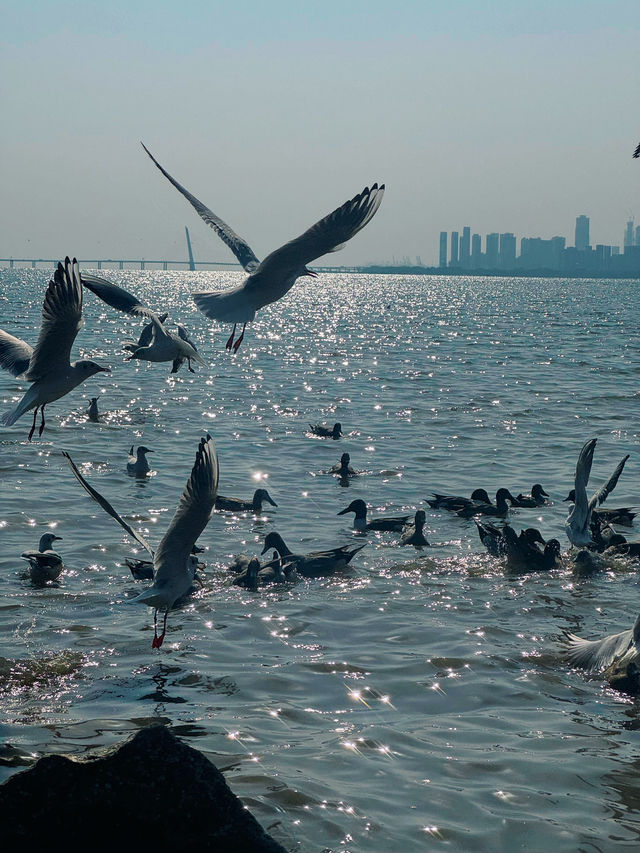 🌊 深圳灣公園的浪漫邂逅 - 海鷗 🌊
