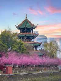 報～ 望江樓公園的梅花已到最佳觀賞期！
