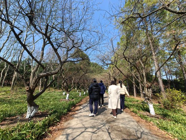 賞梅丨世紀公園