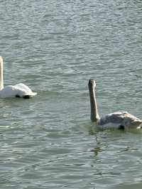 Swan River in Autumn 