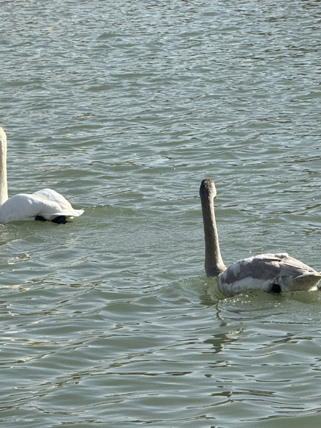Swan River in Autumn 