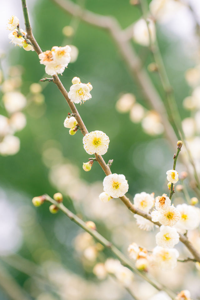 南京梅花山 | 雨水時節，暗香浮動嘅早春儀式感