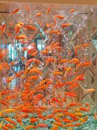 澳門永利皇宮發財魚缸打卡路線