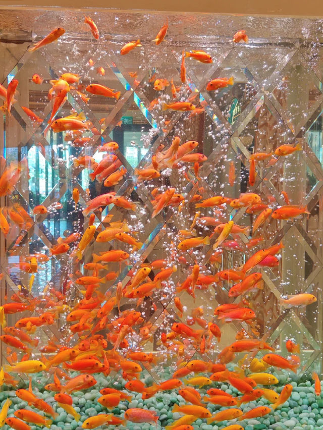 澳門永利皇宮發財魚缸打卡路線