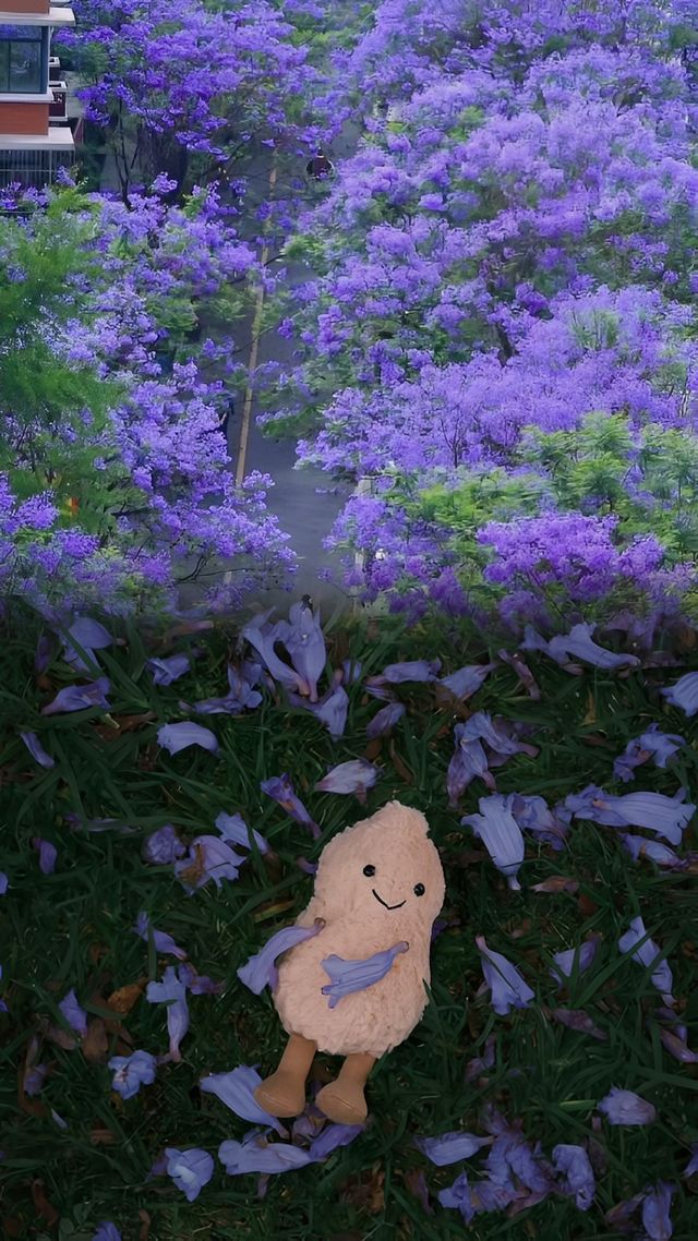 成都！藍花楹浪漫來襲！錯過等一年合集攻略